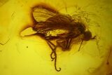 Fossil Fly (Diptera) & Thrips (Thysanoptera) In Baltic Amber - Rare! #142230-2